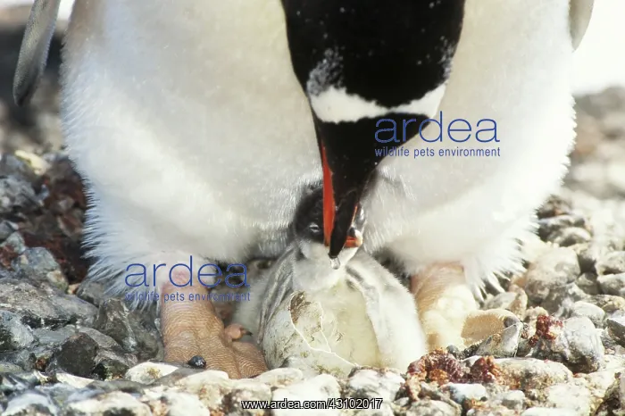 : Gentoo Penguin with chick : Gentoo Penguin with chick