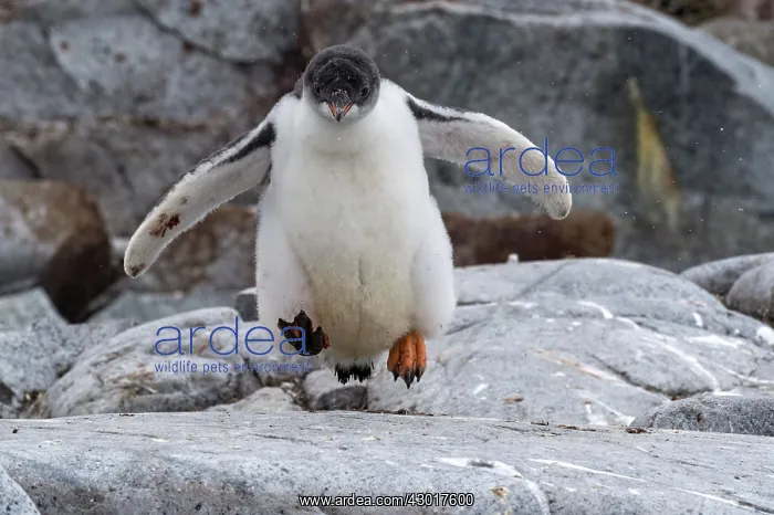  : Gentoo Penguin chick jumping