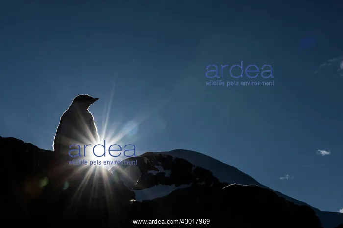 : Gentoo Penguin chick on rock silhouetted at dawn : Gentoo Penguin chick on rock silhouetted at dawn