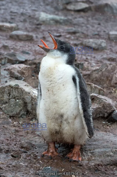 : Gentoo Penguin chick screeching with tongue out : Gentoo Penguin chick screeching with tongue out