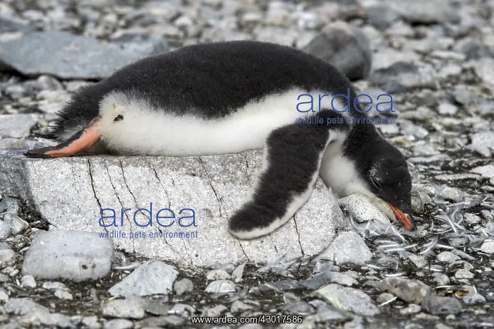  : Gentoo Penguin chick sleeping on rock