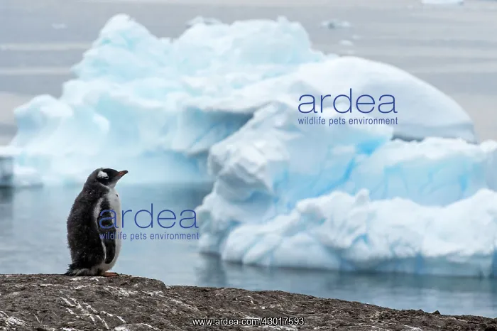 : Gentoo Penguin chick standing on rock with : Gentoo Penguin chick standing on rock with