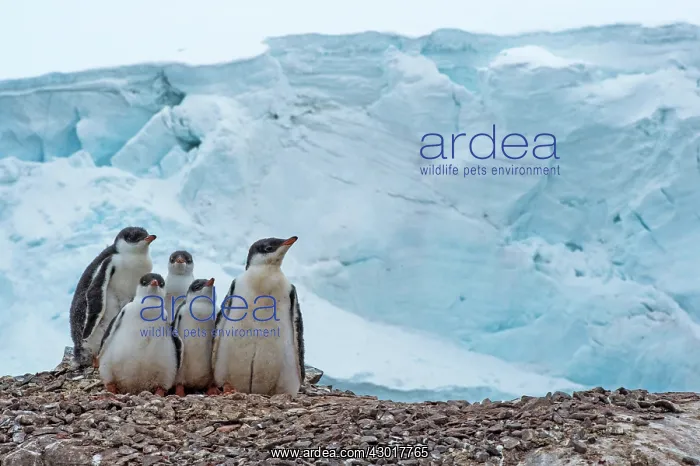  : Gentoo Penguin chicks together