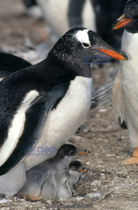 : Gentoo Penguin with chicks : Gentoo Penguin with chicks