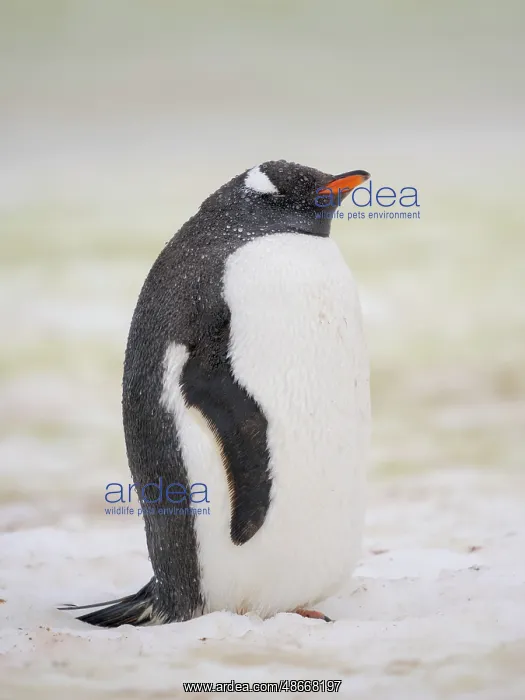 : Gentoo penguin. Climate change resulting in more wet : Gentoo penguin. Climate change resulting in more wet