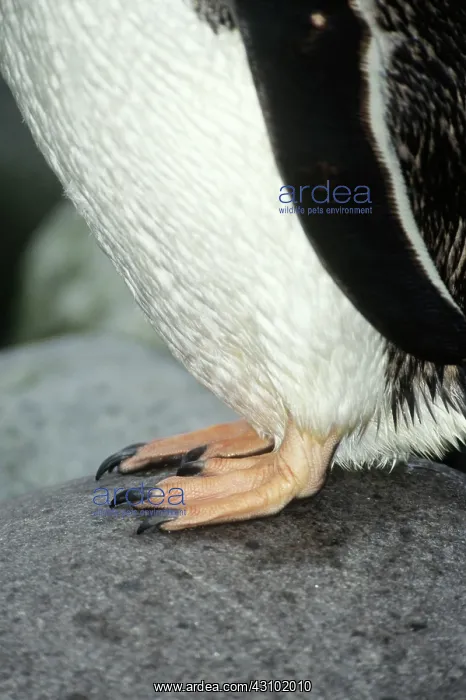 : Gentoo Penguin, close-up of feet : Gentoo Penguin, close-up of feet