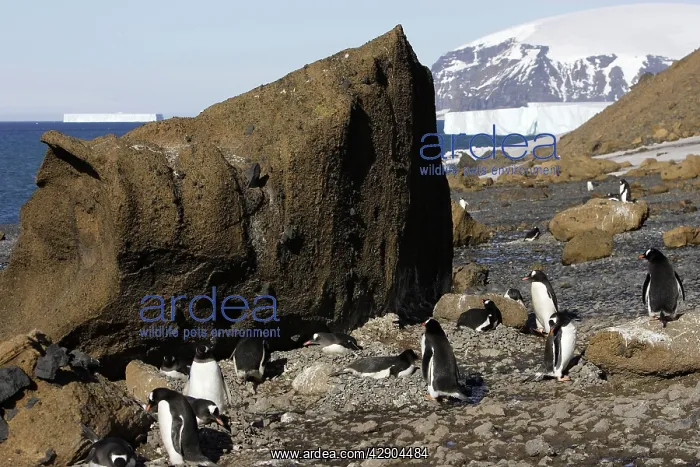 : Gentoo Penguin - colony : Gentoo Penguin - colony