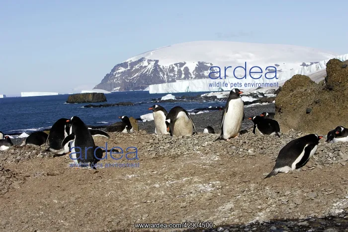  : Gentoo Penguin - colony