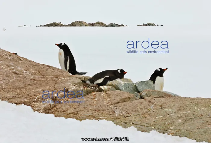  : Gentoo Penguin Colony