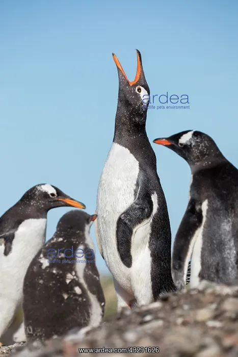 : Gentoo Penguin - at Colony - Calling - Falkland : Gentoo Penguin - at Colony - Calling - Falkland