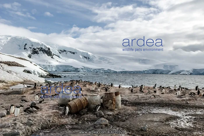 : Gentoo Penguin colony at old whaling station : Gentoo Penguin colony at old whaling station
