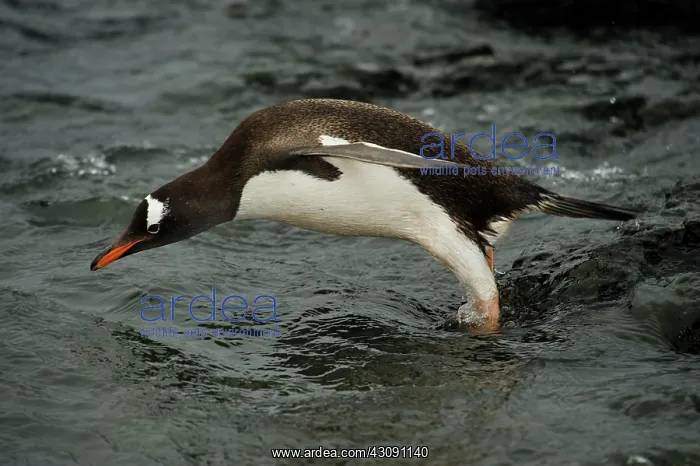 : Gentoo Penguin Diving : Gentoo Penguin Diving