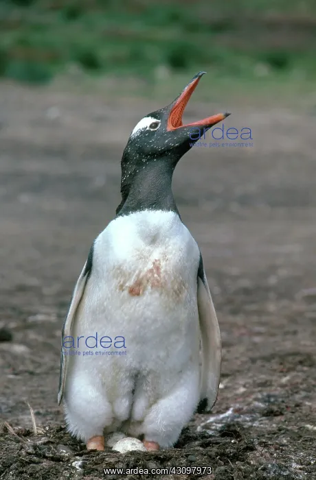 : Gentoo Penguin with Egg : Gentoo Penguin with Egg
