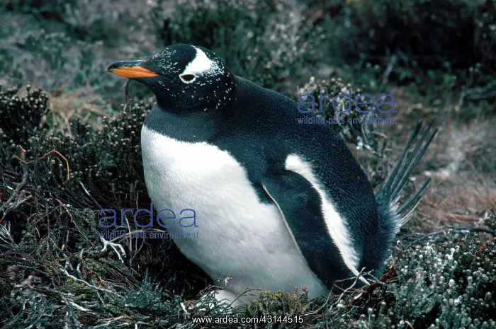 : Gentoo Penguin with Egg : Gentoo Penguin with Egg