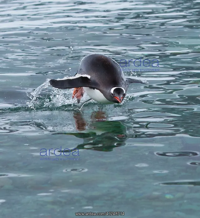  : Gentoo penguin emerges from the ocean during