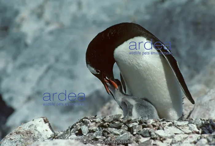 : Gentoo Penguin - Feeding Chick : Gentoo Penguin - Feeding Chick