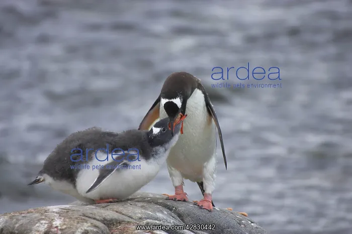 : Gentoo Penguin - Feeding chick : Gentoo Penguin - Feeding chick