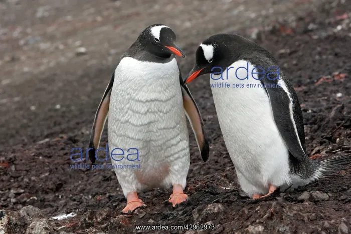 : Gentoo Penguin - Hannah Point - Livingston Island : Gentoo Penguin - Hannah Point - Livingston Island