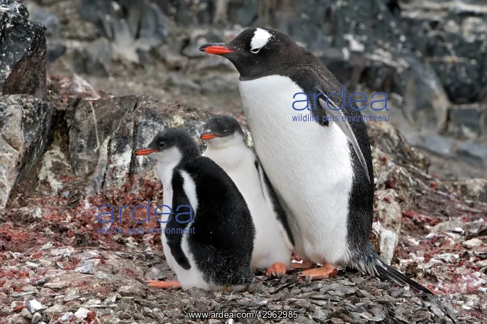 : Gentoo Penguin - Hannah Point - Livingston Island : Gentoo Penguin - Hannah Point - Livingston Island