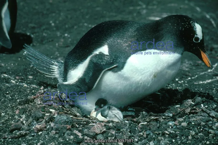: Gentoo Penguin Hatching : Gentoo Penguin Hatching