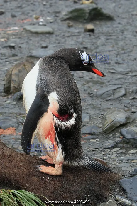 : Gentoo Penguin - injured - bitten by sea leopard : Gentoo Penguin - injured - bitten by sea leopard