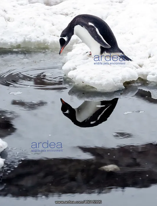  : Gentoo Penguin looking at its own reflection in water
