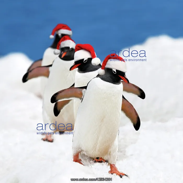 : Gentoo Penguin - marching in red Christmas Santa hats : Gentoo Penguin - marching in red Christmas Santa hats