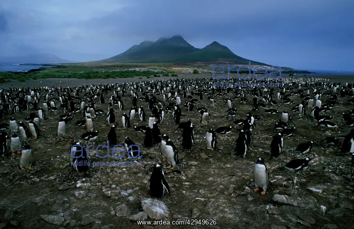 : Gentoo penguin - nesting colony : Gentoo penguin - nesting colony