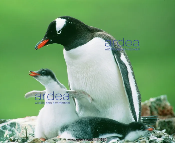 : Gentoo PENGUIN - parent with chicks : Gentoo PENGUIN - parent with chicks