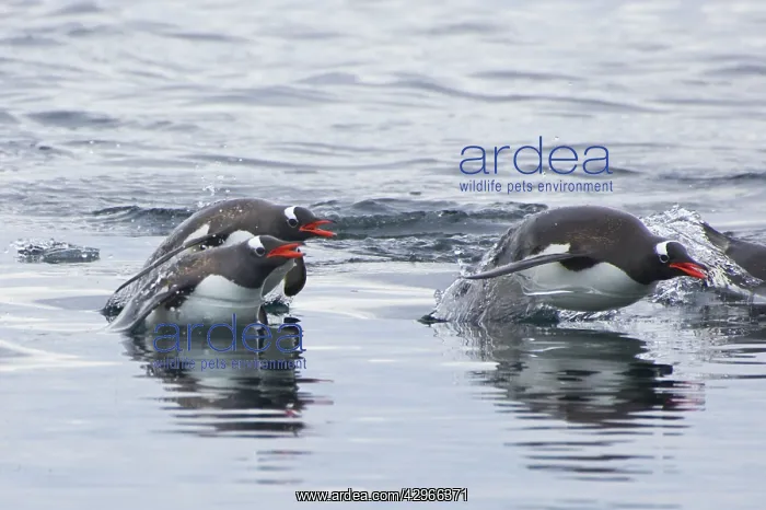 : Gentoo Penguin - porpoising : Gentoo Penguin - porpoising