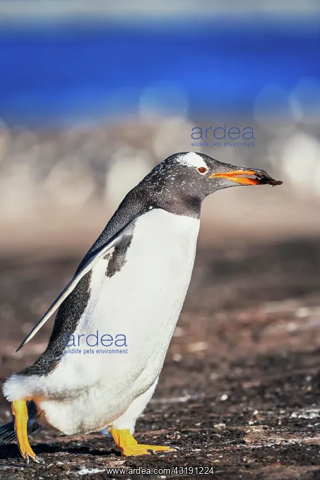 : Gentoo penguin (Pygocelis papua papua), carrying : Gentoo penguin (Pygocelis papua papua), carrying
