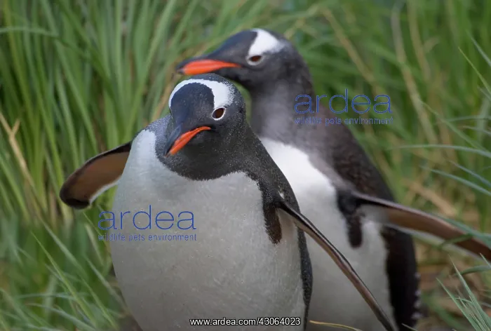 : Gentoo Penguin (Pygoscelis papua) in the : Gentoo Penguin (Pygoscelis papua) in the