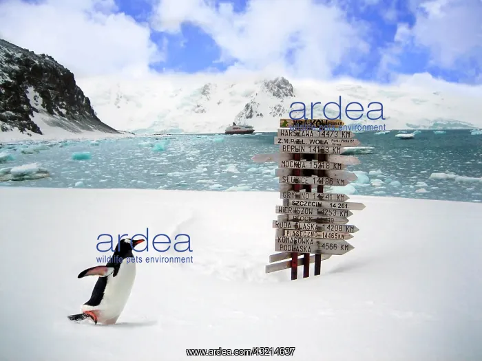 : A Gentoo Penguin (Pygoscelis papua) at the : A Gentoo Penguin (Pygoscelis papua) at the