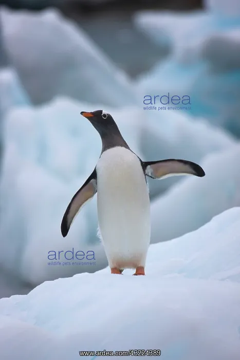 : Gentoo Penguin (Pygoscelis papua) : Gentoo Penguin (Pygoscelis papua)