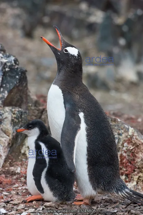 : Gentoo Penguin (Pygoscelis papua) : Gentoo Penguin (Pygoscelis papua)