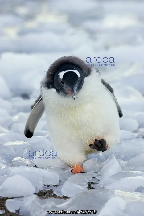 : Gentoo Penguin (Pygoscelis papua) : Gentoo Penguin (Pygoscelis papua)
