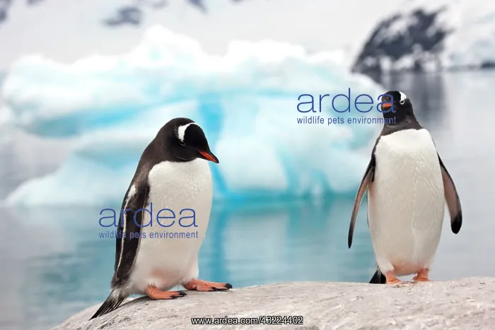 : Gentoo Penguin (Pygoscelis papua), Antarctica : Gentoo Penguin (Pygoscelis papua), Antarctica