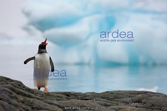: Gentoo Penguin (Pygoscelis papua), Antarctica : Gentoo Penguin (Pygoscelis papua), Antarctica
