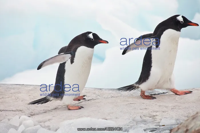 : Gentoo Penguin (Pygoscelis papua), Antarctica : Gentoo Penguin (Pygoscelis papua), Antarctica