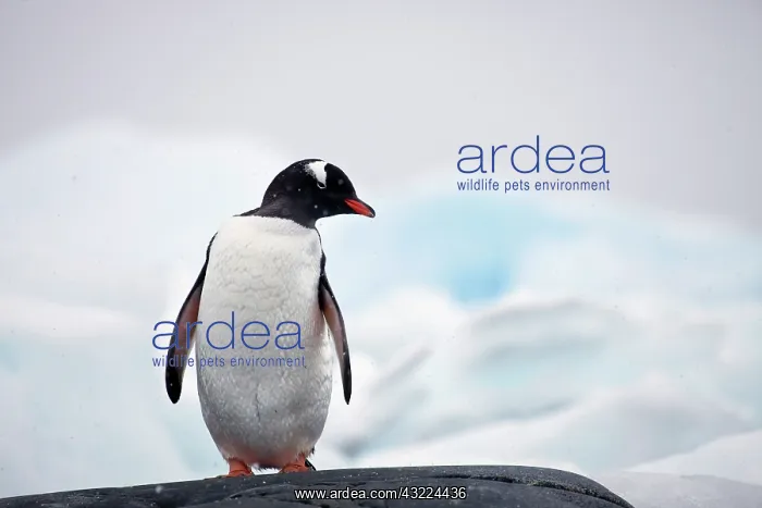 : Gentoo Penguin (Pygoscelis papua), Antarctica : Gentoo Penguin (Pygoscelis papua), Antarctica