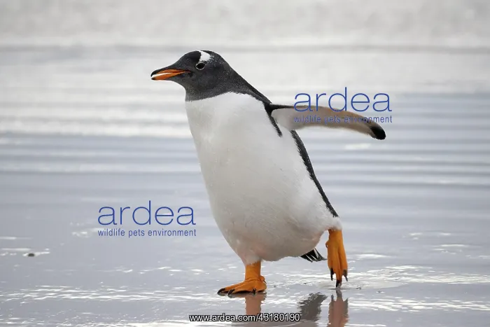 : Gentoo penguin (Pygoscelis papua) at the beach : Gentoo penguin (Pygoscelis papua) at the beach