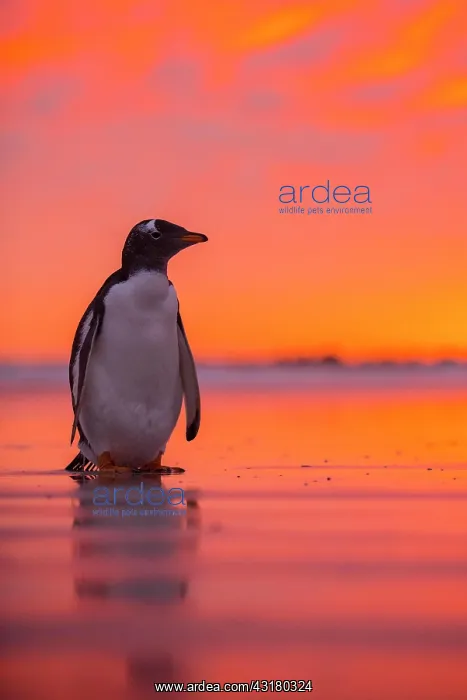 : Gentoo penguin (Pygoscelis papua) on the beach at : Gentoo penguin (Pygoscelis papua) on the beach at