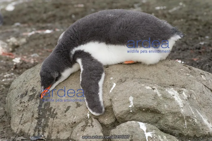 : Gentoo Penguin (Pygoscelis papua) chick in downy : Gentoo Penguin (Pygoscelis papua) chick in downy