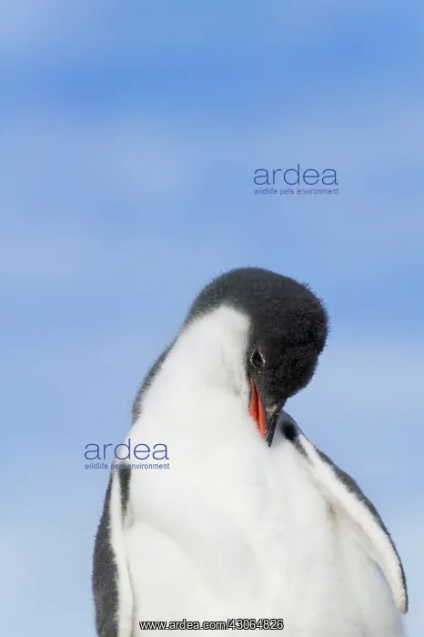 : Gentoo Penguin (Pygoscelis papua) chicks : Gentoo Penguin (Pygoscelis papua) chicks