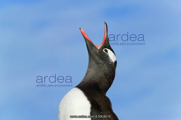 : Gentoo Penguin (Pygoscelis papua) Dorian : Gentoo Penguin (Pygoscelis papua) Dorian