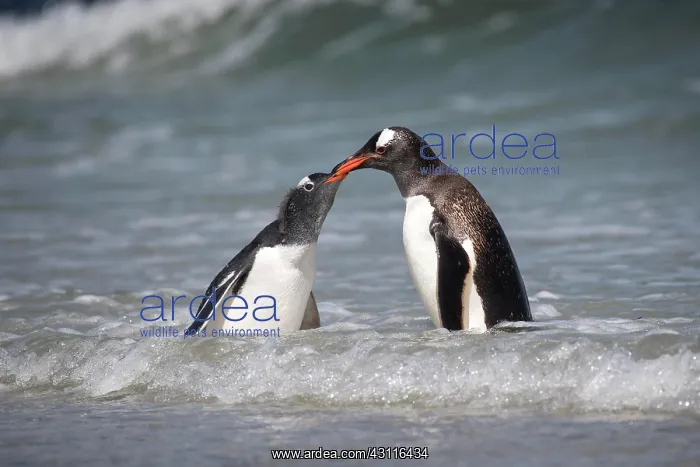 : Gentoo penguin (Pygoscelis papua), feeding at the : Gentoo penguin (Pygoscelis papua), feeding at the