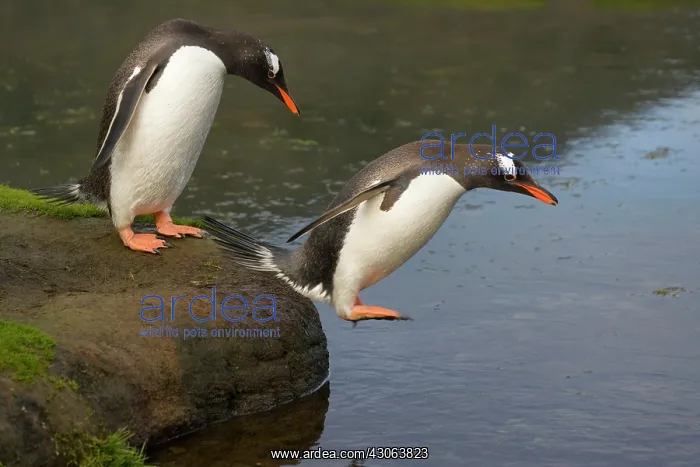 : Gentoo Penguin (Pygoscelis papua), Hercules : Gentoo Penguin (Pygoscelis papua), Hercules