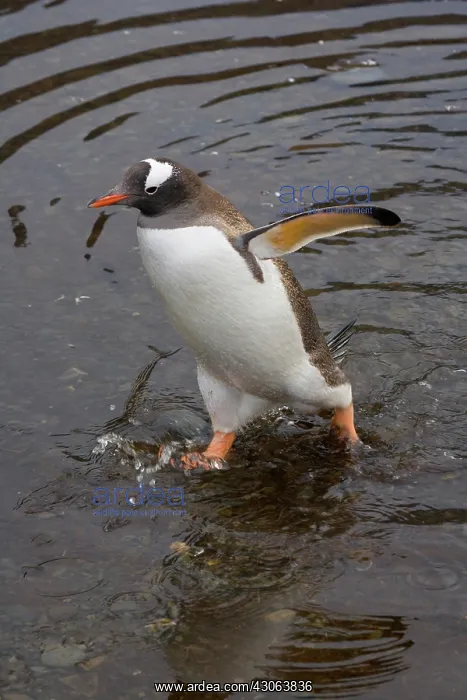 : Gentoo Penguin (Pygoscelis papua), Hercules : Gentoo Penguin (Pygoscelis papua), Hercules