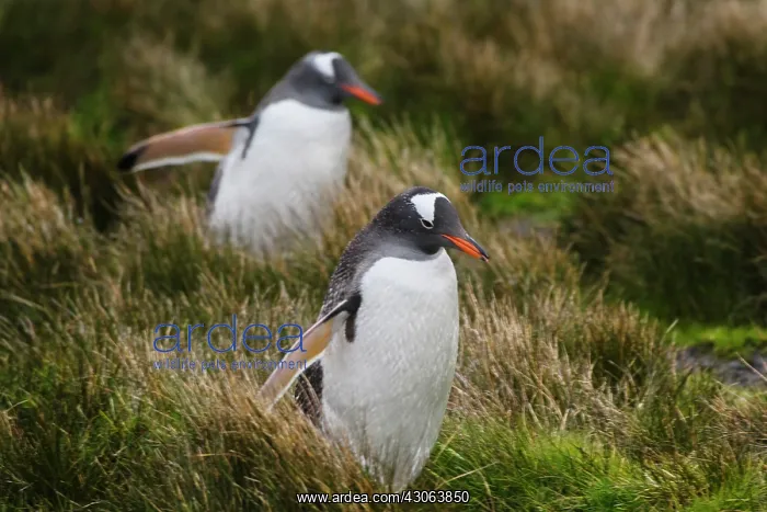 : Gentoo Penguin (Pygoscelis papua), Hercules : Gentoo Penguin (Pygoscelis papua), Hercules