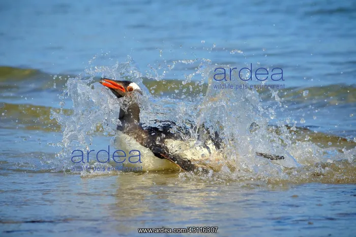 : Gentoo penguin (Pygoscelis papua) lands on beach : Gentoo penguin (Pygoscelis papua) lands on beach